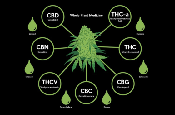 CBD a THC jsou jen 2 z mnoha kanabinoidů a dlaších látek obsažených v plnospektrálních extraktech z léčebného konopí